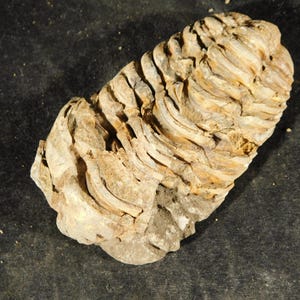 Puede incluir: Un trilobites fosilizado, que muestra un cuerpo segmentado con una apariencia texturizada y en capas. El fósil exhibe tonos de marrón y beige, con crestas visibles y una superficie rugosa. Este es un antiguo artrópodo marino.