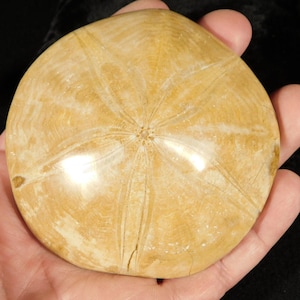 Big! Polished 150 Million Year Old! SAND DOLLAR Fossil Madagascar 209gr