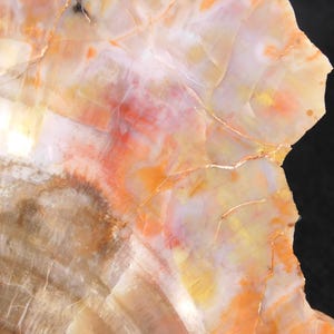 May include: Close-up of a polished stone with a natural pattern. The stone features a blend of colors, including orange, yellow, white, and brown, with intricate veining and a glossy finish. The stone's surface is detailed and textured.