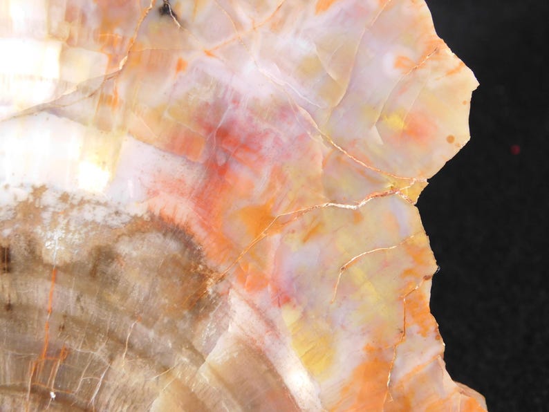 May include: Close-up of a polished stone with a natural pattern. The stone features a blend of colors, including orange, yellow, white, and brown, with intricate veining and a glossy finish. The stone's surface is detailed and textured.