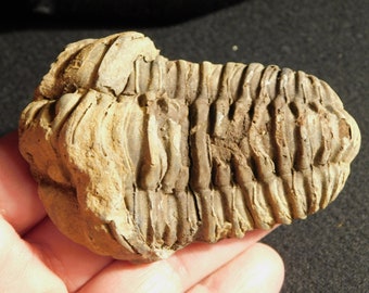 Mososaur Tooth Set of 10 Fossilized Dinosaur Teeth 1" to 1 1/2" in Velvet Bag 