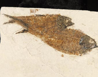 巨大！5000万年前！ヤシの葉の化石 ワイオミング州産 100%天然 5865g