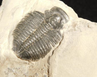 アノマロカリスの噛み跡が残る三葉虫の化石！カンブリア紀ユタ州産
