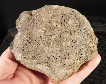 Larger DINOSAUR Bone Fossil From Jurassic Utah! 100% Natural 774gr