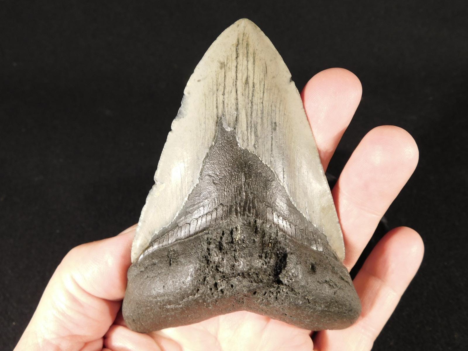 巨大！約4.5インチ！メガロドンのサメの歯の化石（ディスプレイ