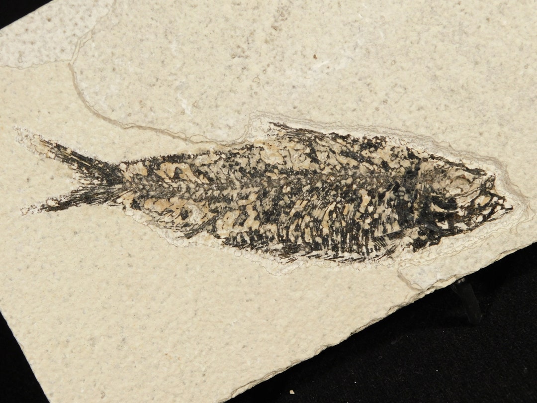 Knightia Eocaena FISH Fossil Green River Formation Wyoming - Etsy