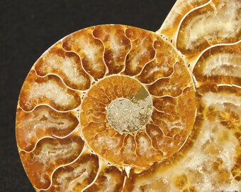 7) 大型オウムガイの化石 - Etsy 日本