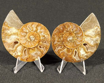 研磨されたアンモナイトの化石、本物のコレクター向け、認定済み