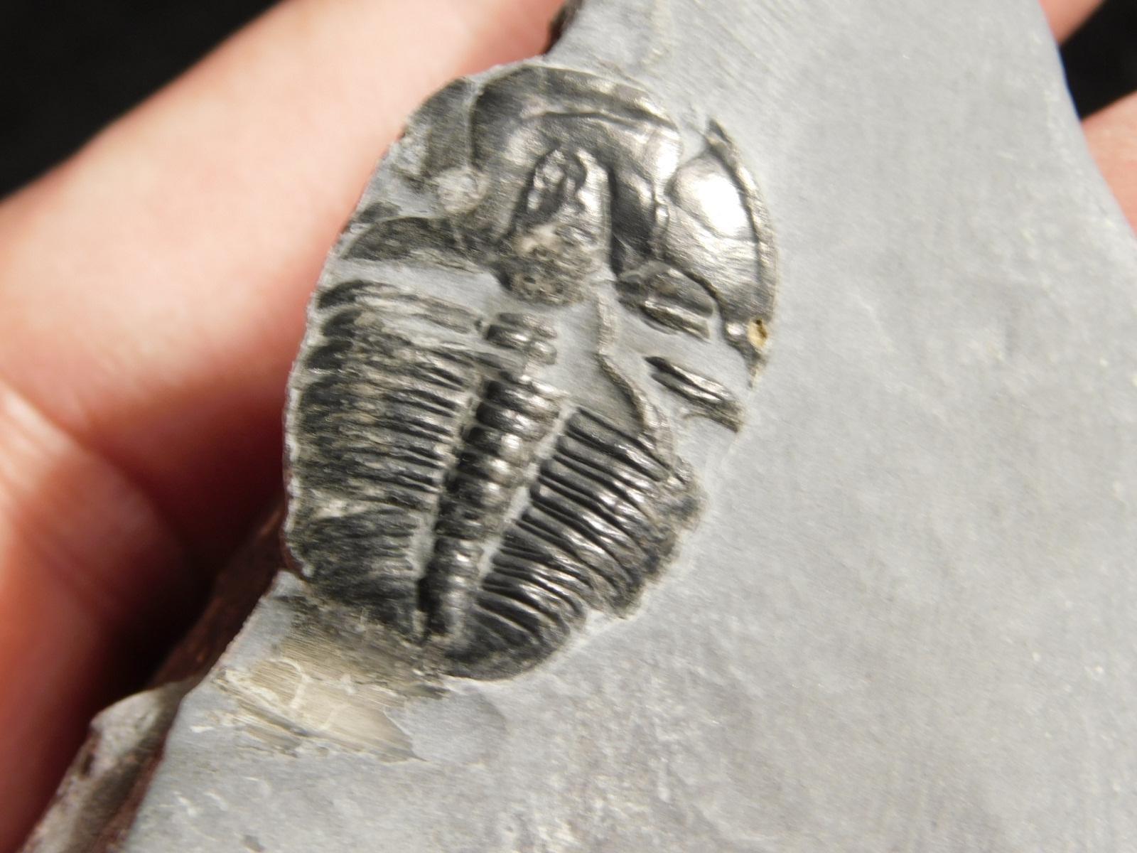 三葉虫 化石 Anomocarella 三葉虫 化石 Anomocarella 美術品