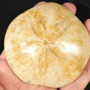 Big! Polished 150 Million Year Old! SAND DOLLAR Fossil Madagascar 165gr