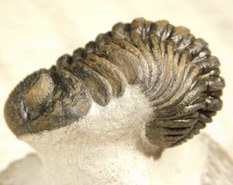 Groter! 400 miljoen jaar oud! Morocops Barrandeops Trilobiet Fossiel 145gr