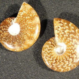 TWO Highly Polished! Sutured AMMONITE Fossils Mahajanga Madagascar 3.07