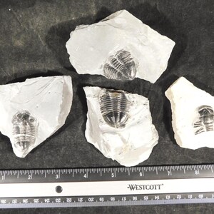 4個セット！アサフィスカス・ウィーレリ三葉虫化石（カンブリア紀ユタ