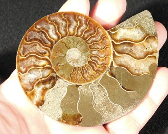 巨大な化石アンモナイト、半分にカットされ磨かれた本物のギフト
