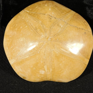 Big! Polished 150 Million Year Old! SAND DOLLAR Fossil Madagascar 180gr