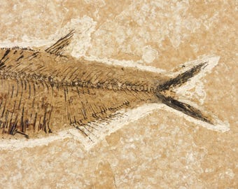 ディプロミスタス　魚の化石　アメリカ　ワイオミング州 産 thumbnail2.webp