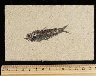 長い！100%天然、5000万年前のミオプロス魚化石、ワイオミング州産