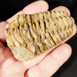 Puede incluir: Un trilobites fosilizado, un artrópodo marino prehistórico, se sostiene en una mano. El fósil tiene un cuerpo segmentado con una paleta de colores marrón y beige. El fósil está sobre un fondo oscuro.
