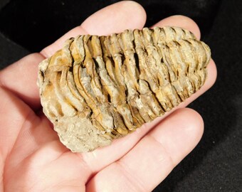 巨大！4億6000万年前！フレキシカリメネ三葉虫化石（モロッコ産、76.8