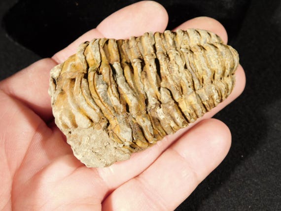 巨大！4億6000万年前！フレキシカリメネ三葉虫化石（モロッコ産、76.8