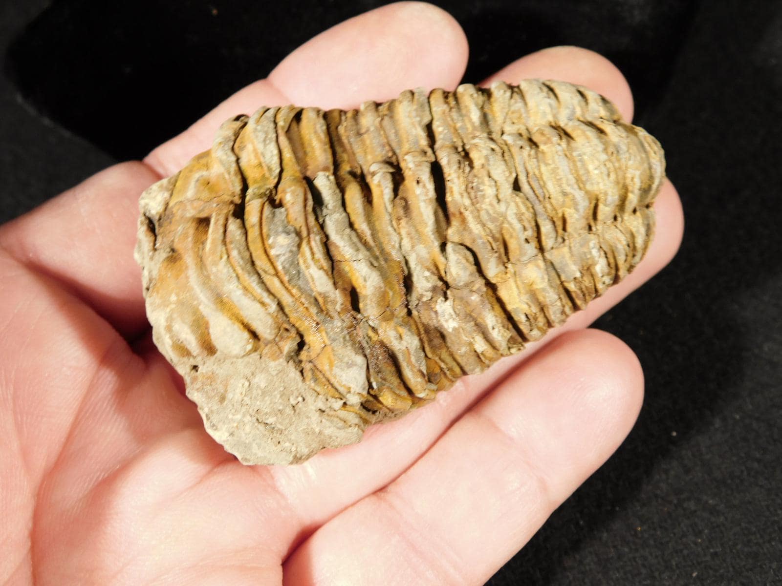 巨大！4億6000万年前！フレキシカリメネ三葉虫化石（モロッコ産、76.8