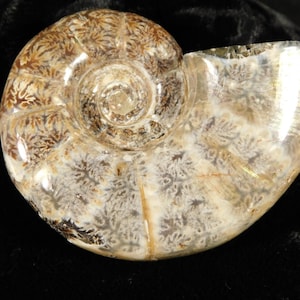 Selten ! Nicht zugeordnetes Poliertes AMMONIT Fossil Aus Madagaskar 148gr