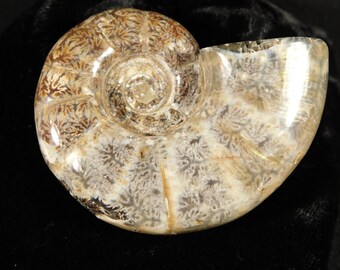 巨大な化石アンモナイト、半分にカットされ磨かれた本物のギフト