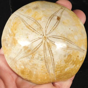 Big! Polished 150 Million Year Old! SAND DOLLAR Fossil Madagascar 222gr