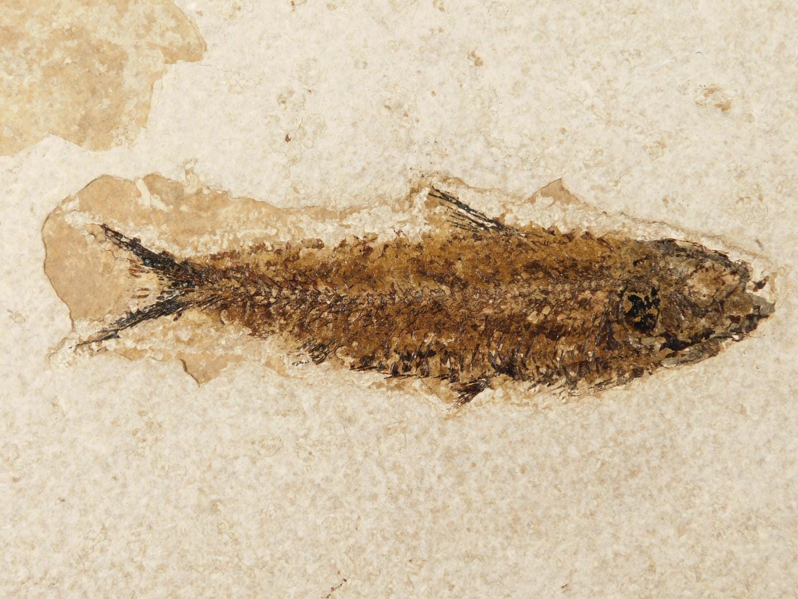 長い！5000万年前のナイティア魚の化石、ワイオミング州フォッシル