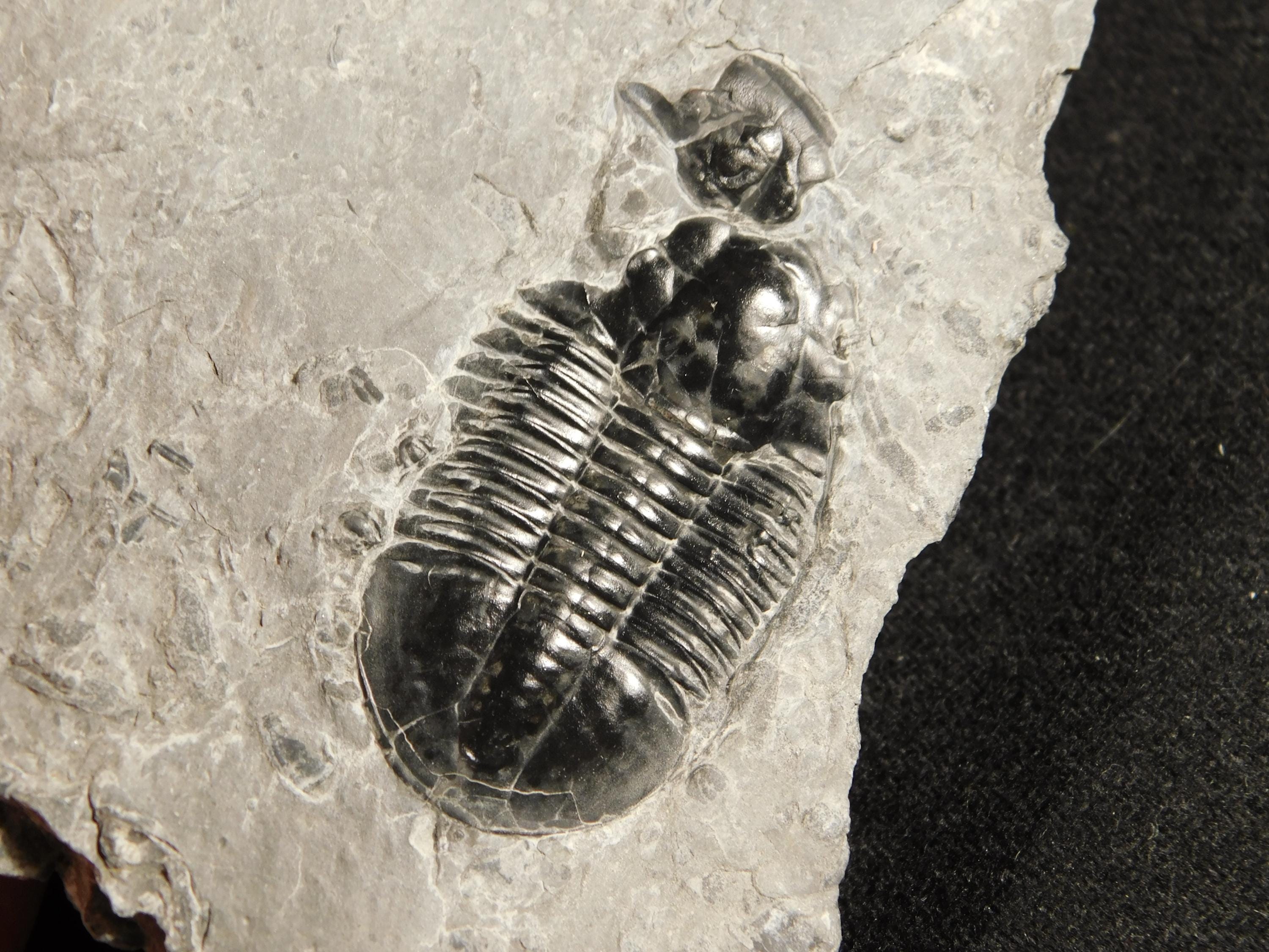 5億100万年前のアサフィスクス三葉虫化石 100%天然 ユタ州産 543g *A