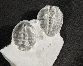 DUE! Fossili di trilobite Elrathia di 509 milioni di anni provenienti dallo Utah cambriano 8.88 *D