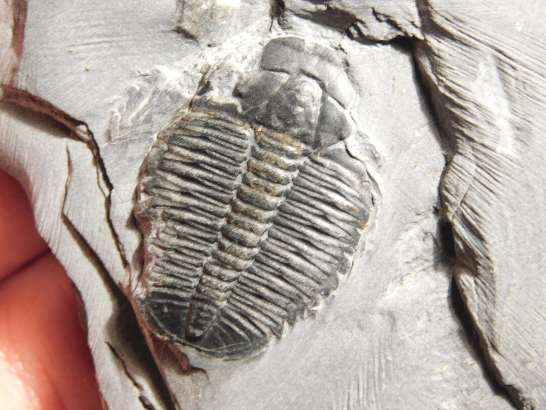 三葉虫　化石 Yahoo!オークション - 化石 三葉虫 高品質 Walliserops lindoei(Short