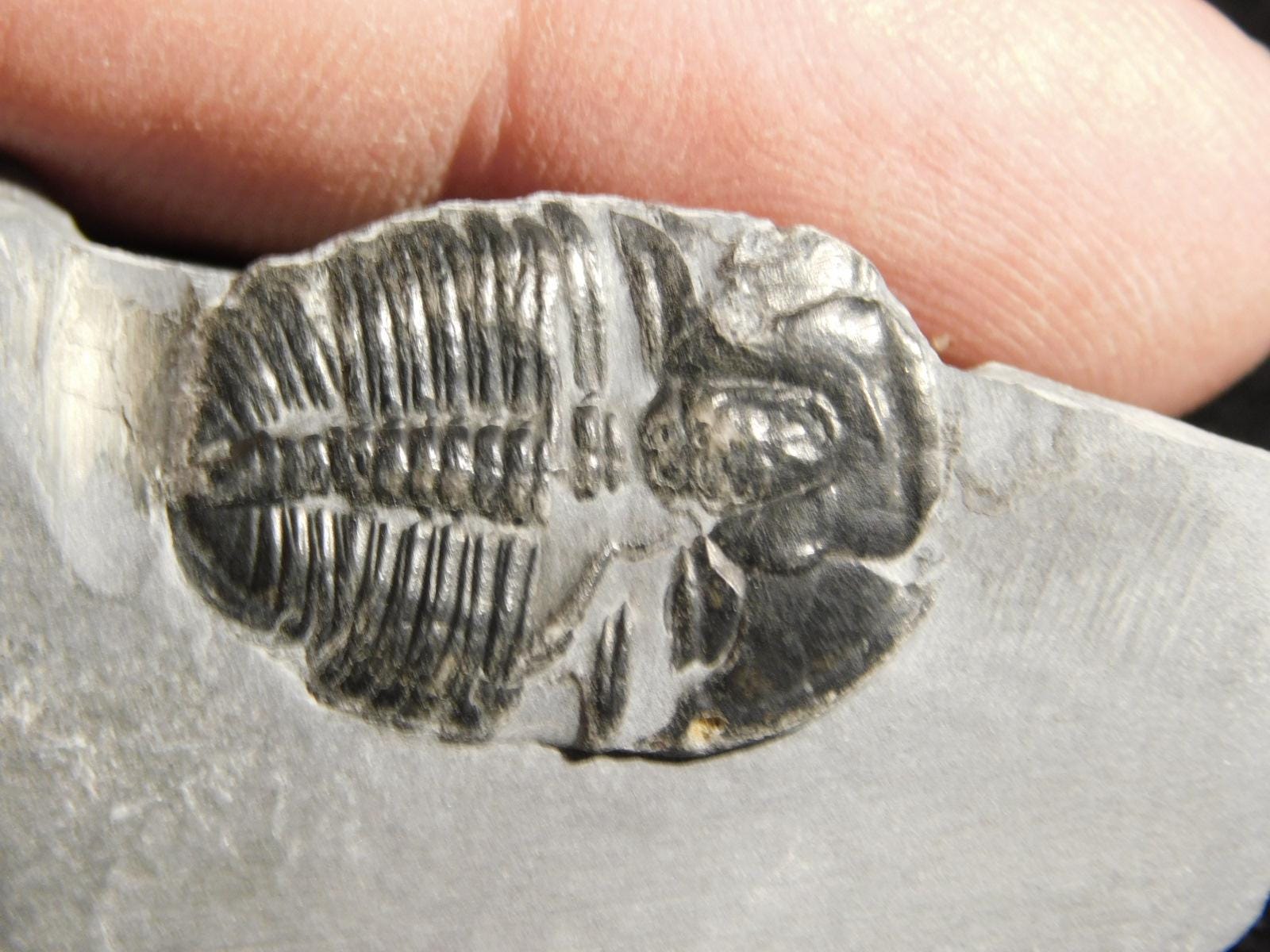 アノマロカリスの噛み跡が残る三葉虫の化石！カンブリア紀ユタ州産 113