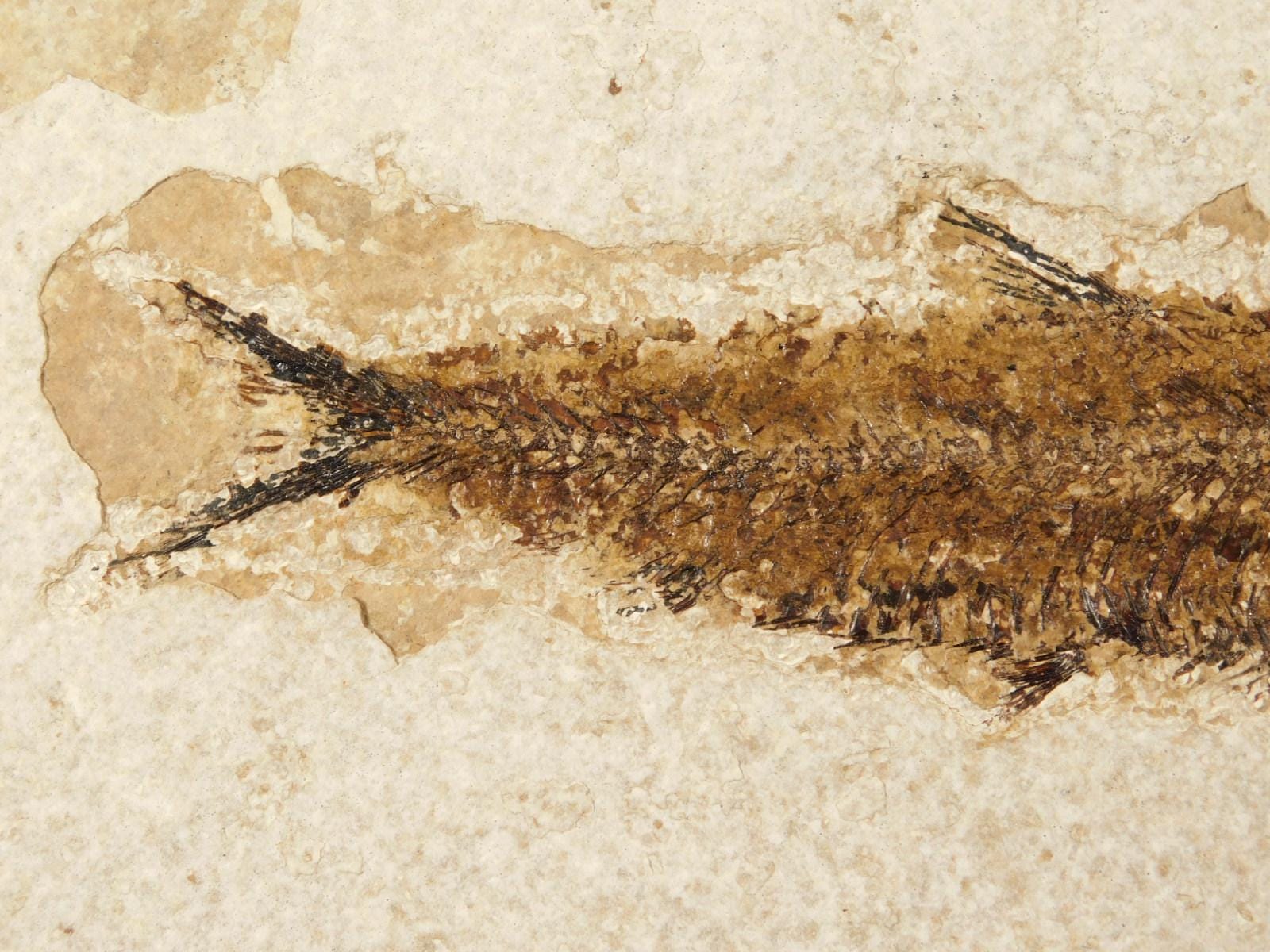 長い！5000万年前のナイティア魚の化石、ワイオミング州フォッシル