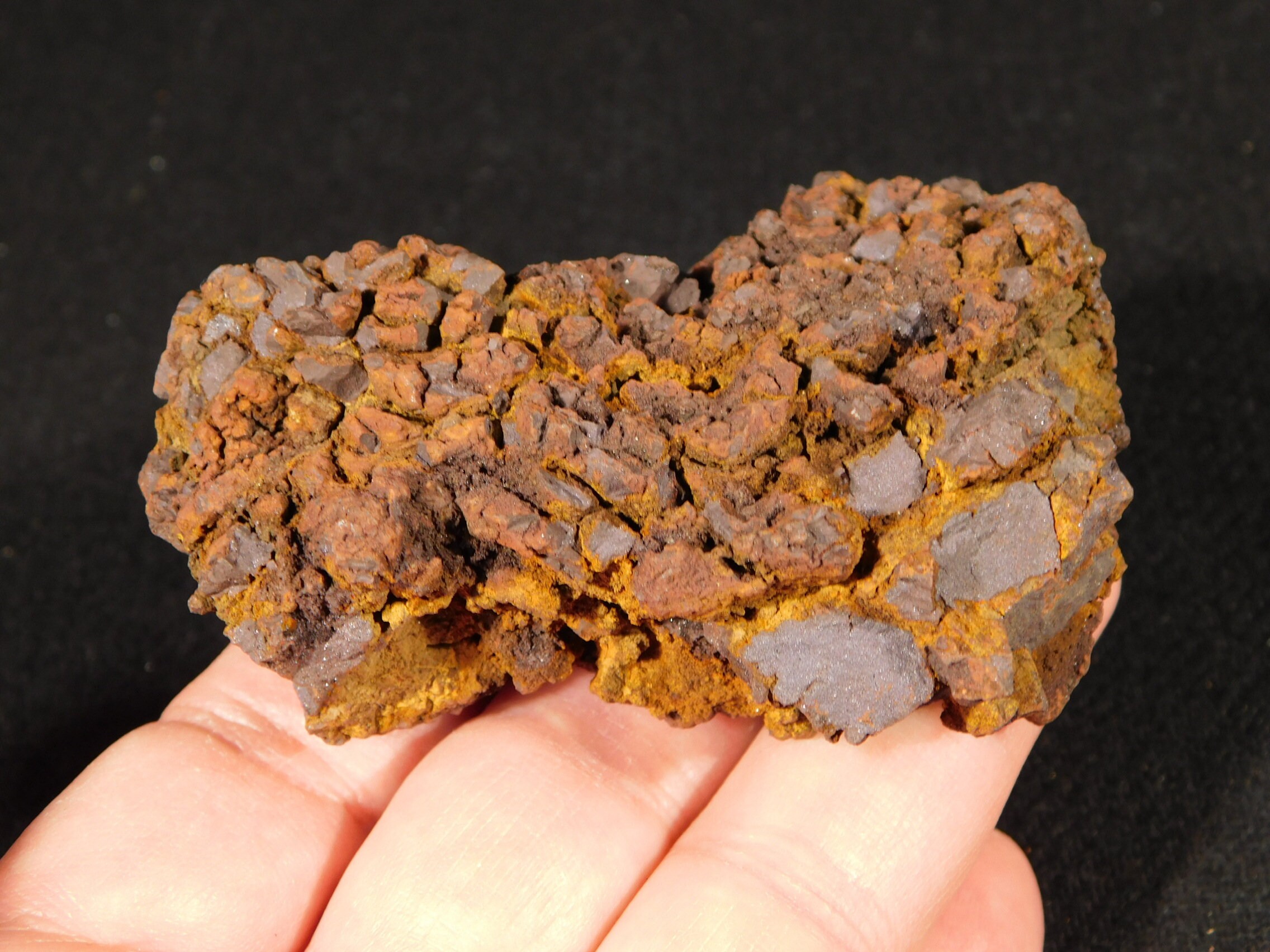 turtle coprolite