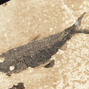 Knightia Eocaena FISH Fossil Green River Formation Wyoming - Etsy
