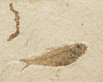 ビッグ！100%天然ディプロミスタス魚化石（両面にマトリックス付き