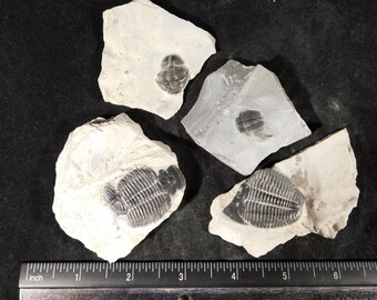 カンブリア紀ユタ州産、天然エルラシア三葉虫化石4個セット（199g