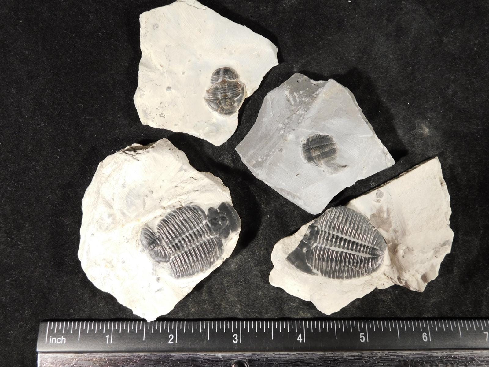 カンブリア紀ユタ州産、天然エルラシア三葉虫化石4個セット（199g