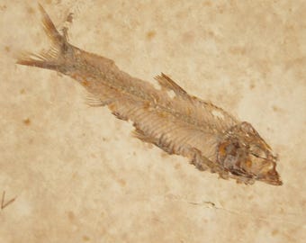 ロックアクアリウムセブン！5000万年前のナイティア魚の化石
