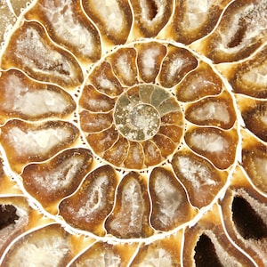¡Grande! Fósil de amonites Cleoniceras AAA pulido, 100% natural de Madagascar, 178 g. imagen 1