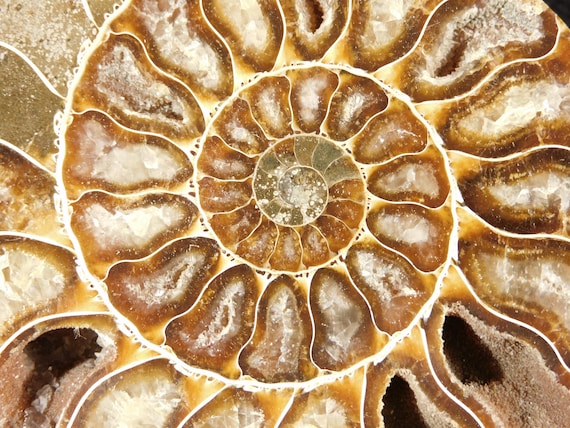Big! Polished AAA Cleoniceras AMMONITE Fossil 100% Natural Madagascar 178gr