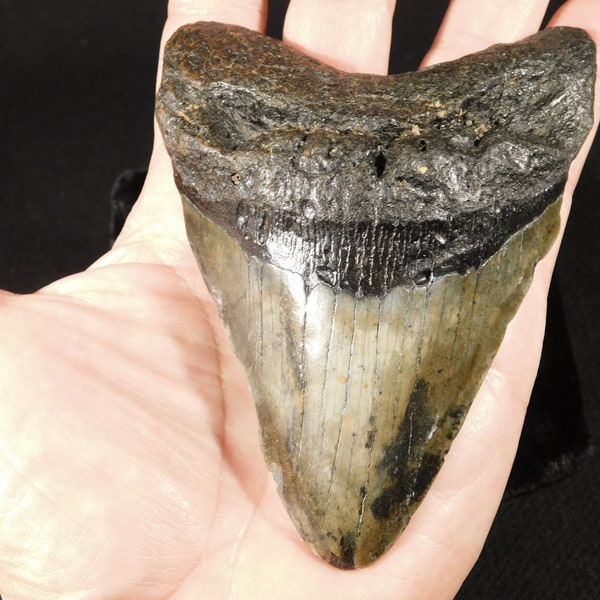 GROSS! 100% Natürlich Vier Millionen Jahre Alt! MEGALODON Haifischzahn Fossil 234gr