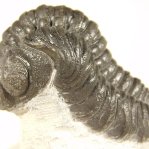 Puede incluir: Primer plano de un trilobites fosilizado, mostrando su cuerpo segmentado y su ojo distintivo. El fósil es de color gris oscuro, con textura visible. El trilobites descansa sobre una base blanca, resaltando su forma.
