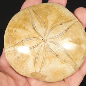Big! Polished 150 Million Year Old! SAND DOLLAR Fossil Madagascar 186gr