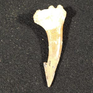 120 Million YEAR Old Dinosaur Era SAWFISH Tooth Fossil Morocco 9.14gr