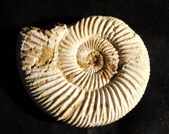 Larger! 111 Million Year Old! White Ribbed AMMONITE Fossil With Stand 118gr