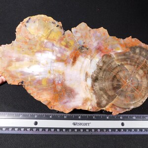 May include: A large, irregularly shaped piece of petrified wood, showcasing concentric rings and varied colors including brown, orange, yellow, and white. A ruler is placed next to the wood for scale.