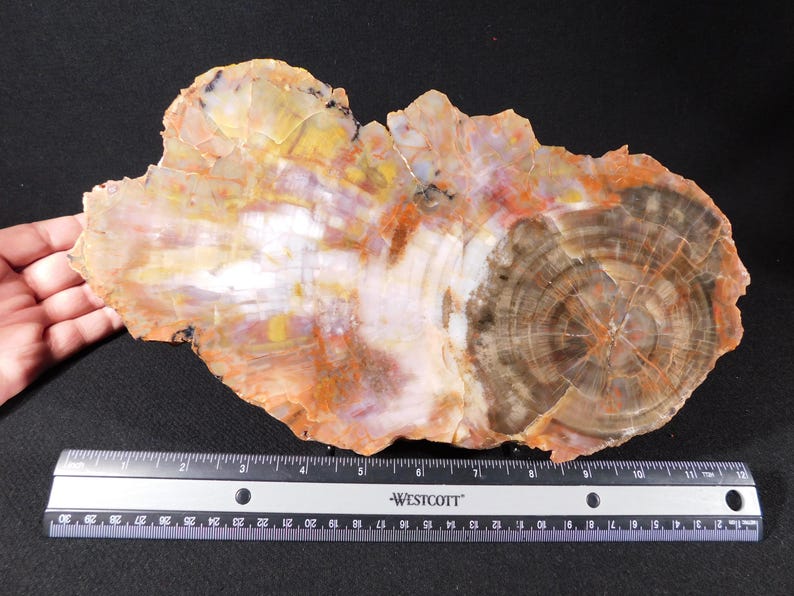 May include: A large, irregularly shaped piece of petrified wood, showcasing concentric rings and varied colors including brown, orange, yellow, and white. A ruler is placed next to the wood for scale.