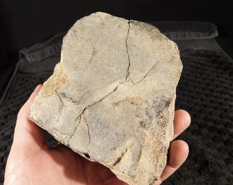 Puede incluir: Un fragmento de hueso fosilizado de color gris claro con patrones de grano y grietas visibles. El fósil se sostiene en una mano, mostrando su tamaño y textura. El objeto es una pieza de historia natural.